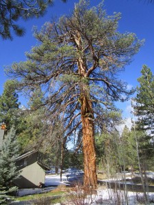 Old Growth Pine Tree
